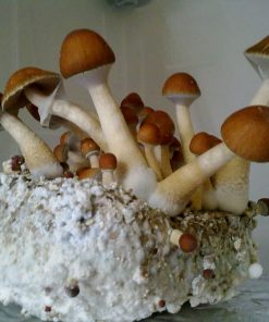 Mckennai Magic Mushroom