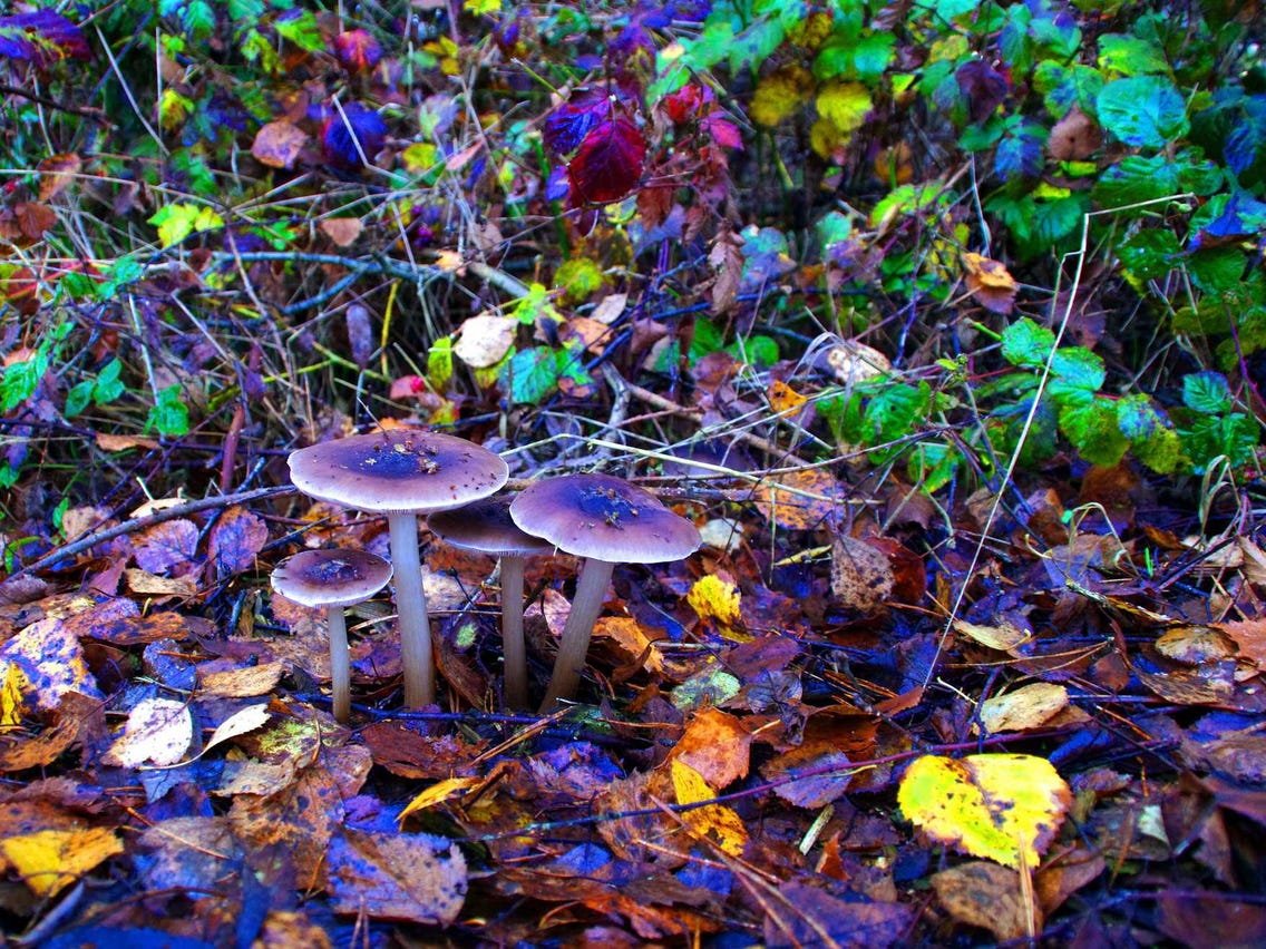 psilocybinn mushroom spores